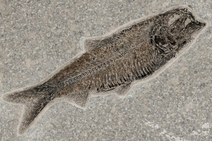 Detailed Fossil Fish (Knightia) - Wyoming #211172